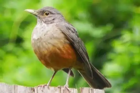 Sonhar com sabiá, ver muitos voando significa satisfação. Pousados, decepção sentimental. Cantando, indica felicidade. Vê-lo preso, atribulações.