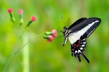 Sonhar com Borboleta