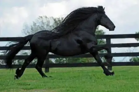 Sonhar que viu um cavalo grande, significa felicidade. Cavalo preto, indica aborrecimento. Cavalo de corrida: brigas com pessoas amigas.