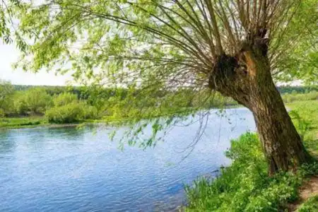 Sonhar com Margem, estar à margem de um rio ou lago, significa misticismo.