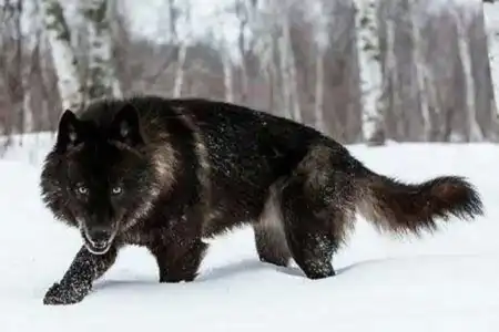 Sonhar com Lobo, vê-lo, avareza, Matá-lo, atribulações. Ser perseguido por ele, plano desfeito.