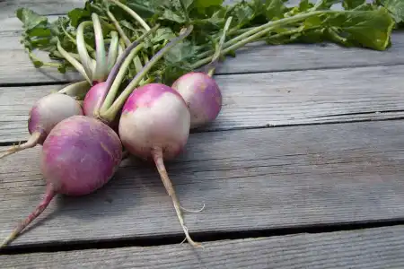 Sonhar com Nabos, comê-los, significa discórdia doméstica. Vê-los no mercado, esperanças frustradas. Nabos na horta ou no campo, significa satisfação.