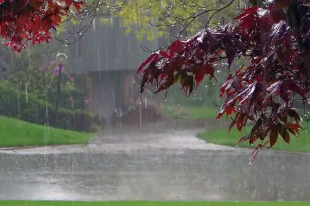 Sonhar com chuva, molhar-se nela, enfermidade. Estar sob a chuva, afastamento de inimigo. Fugir da chuva, casamento ou noivado.