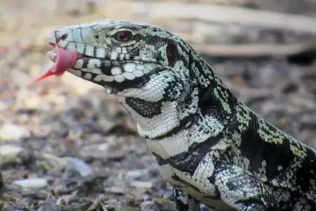 Sonhar com Lagarto é um bom sonho, mudança para melhor na vida do sonhador.